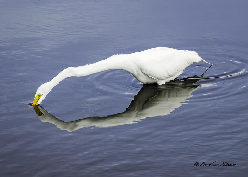 White Egret.jpg :: This White Heron was seen in the Merritt Island National Wildlife Refuge, in Florida. An egret is a heron with white or buff plumage.  It hunts prey by standing still or wading slowly.  It swallows its catch whole.