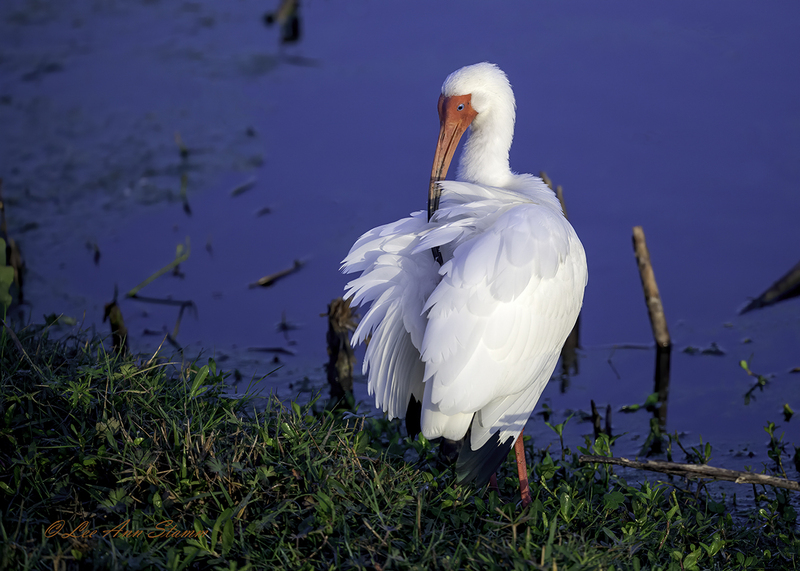 White Ibis.jpg :: White Ibis seen at Lake Apopka & North Shore Restoration Area just 15 miles northwest of Orlando, Florida.  Shot captured during grooming time.