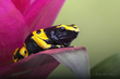 Bumble Bee Dart Frog.jpg