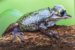 Casque Headed Tree Frog.jpg