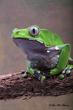 Giant Monkey Tree Frog.jpg