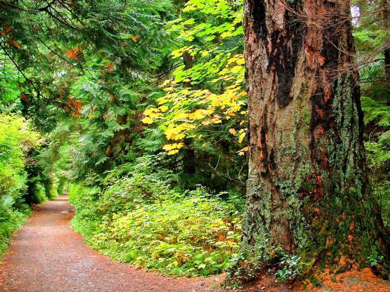 AWITF1.jpg :: A Walk in the Forest