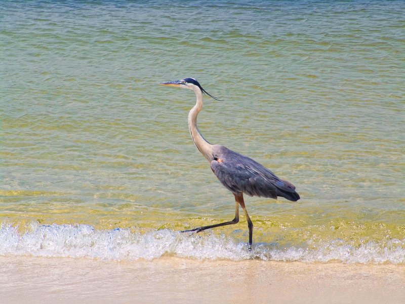 BHFL1.jpg :: Blue Heron