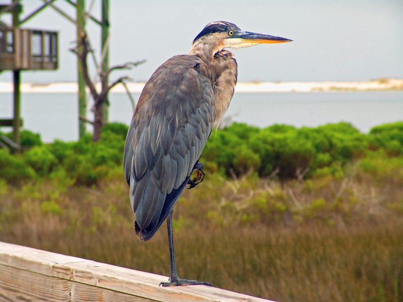 BHRFL01.jpg :: Blue Heron Resting