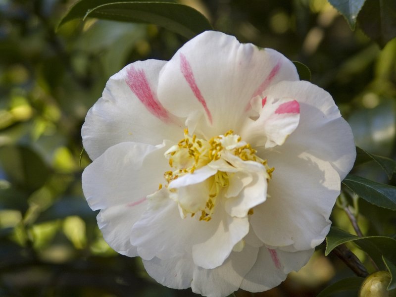 CAM2.jpg :: Camellia