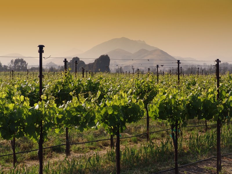 CCV26.jpg :: California Vineyard Scene