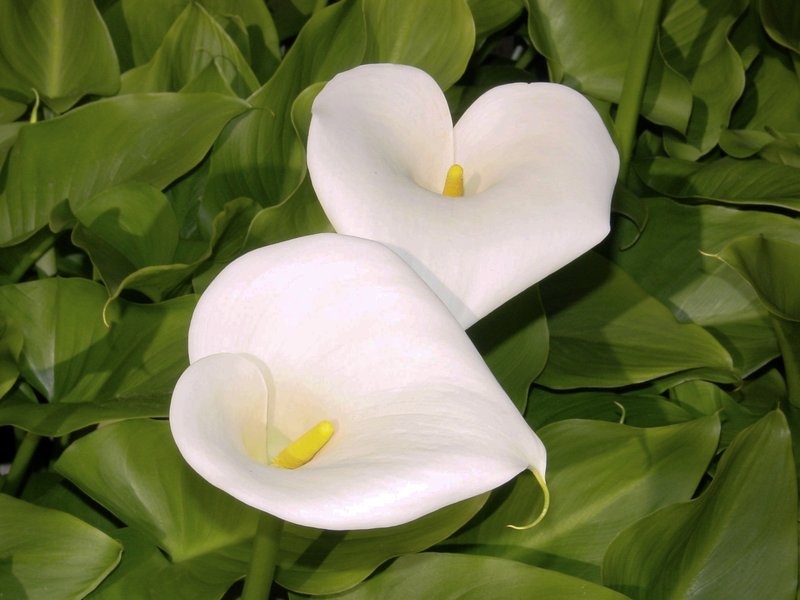 CL1.jpg :: Calla Lily