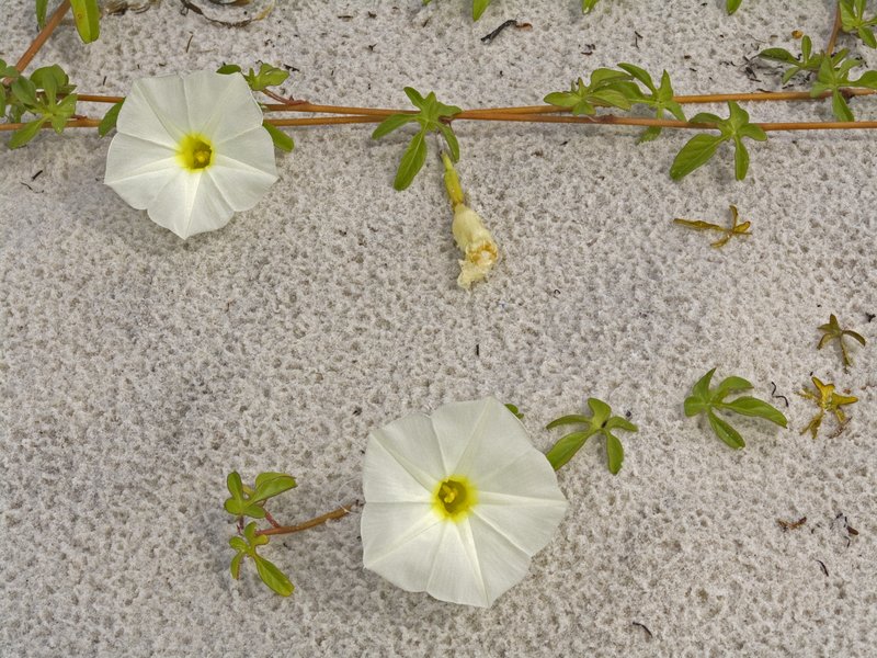 CVFL1.jpg :: Creeping Beach Vine