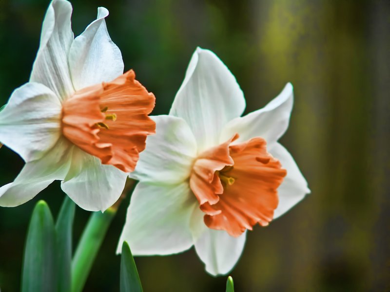 DFL01.jpg :: Daffodils