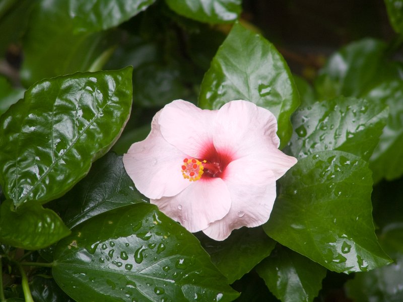 PH1.jpg :: Pink Hibiscus Flower