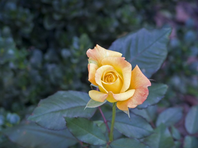 RSR1.jpg :: Rio Samba Rose