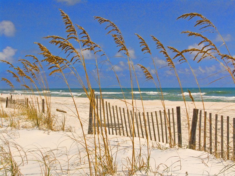 SGPBFL1.jpg :: Sea Grass at Pensacola Beach, Florida