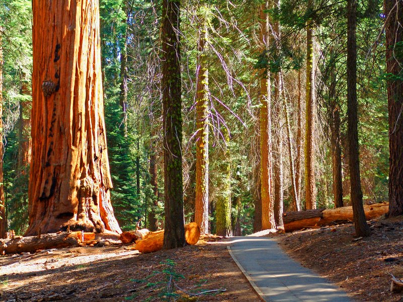 SNMCA1.jpg :: Sequoia National Monument, California