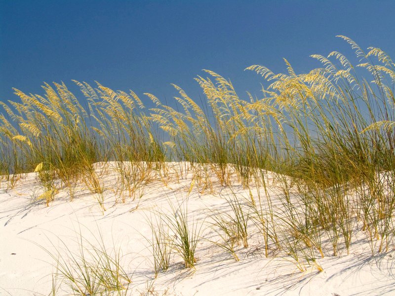 SOFL1.jpg :: Sea Oats
