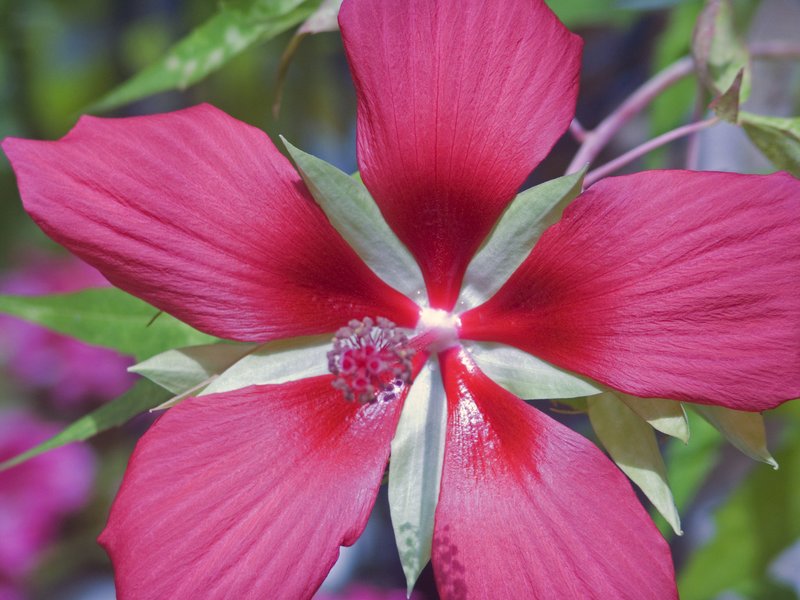 TH1.jpg :: Texas Hibiscus