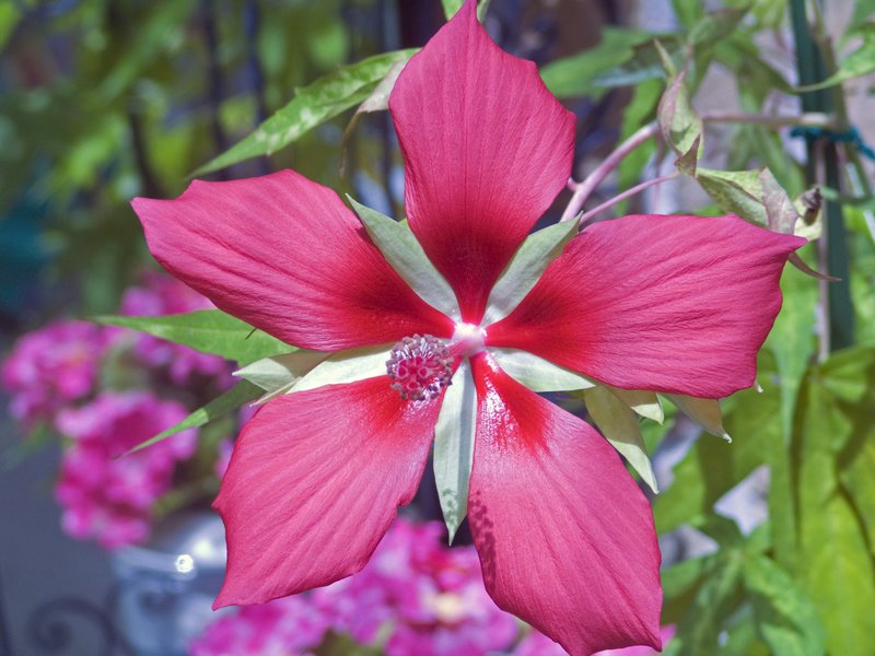 TH2.jpg :: Texas Hibiscus