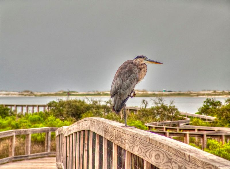 BHAR1.jpg :: Blue Heron at Rest