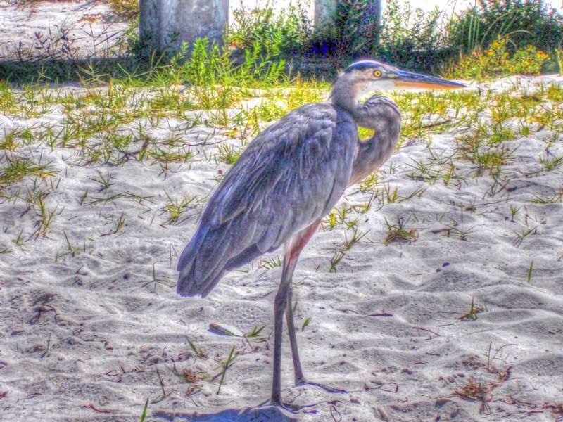 BHOB1.jpg :: Blue Heron on the Beach