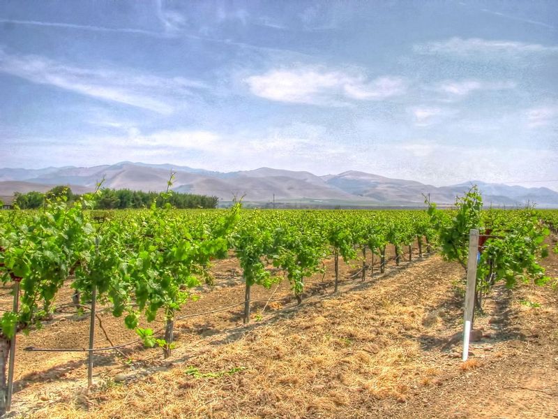CCV08.jpg :: California Vineyard Scene