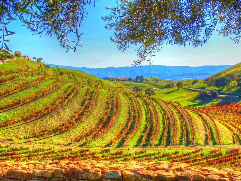 CCV09.jpg :: California Vineyard Scene