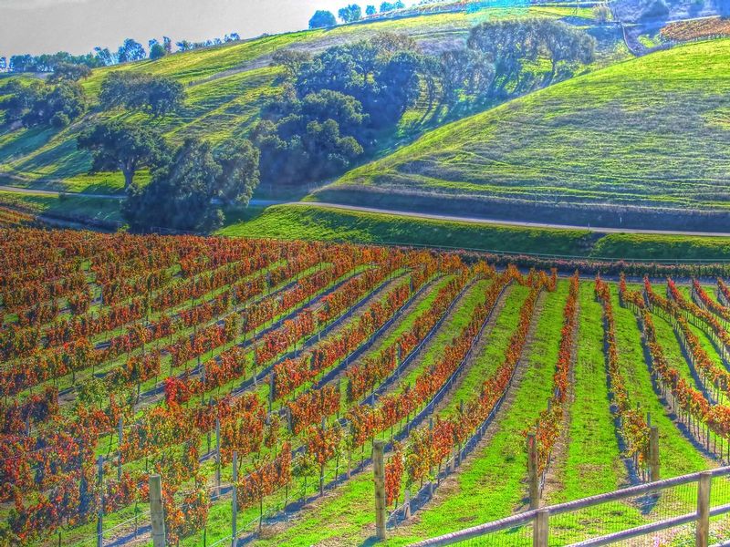 CCV10.jpg :: California Vineyard Scene