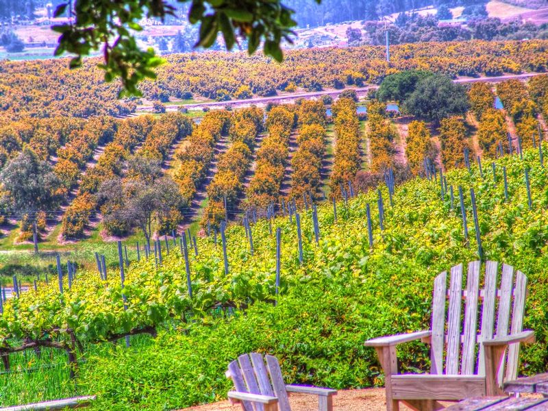 CCV11.jpg :: California Vineyard Scene