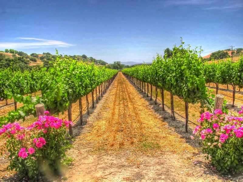 CCV12.jpg :: California Vineyard Scene