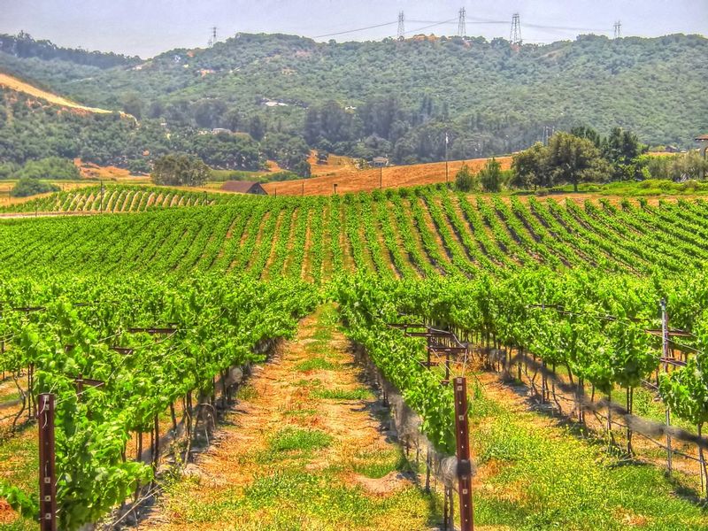 CCV14.jpg :: Edna Valley Vineyard - California