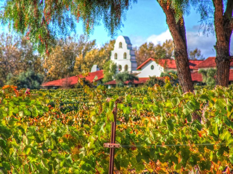 CCV30.jpg :: California Vineyard Scene