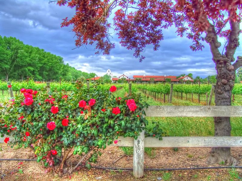 CCV41.jpg :: California Vineyard