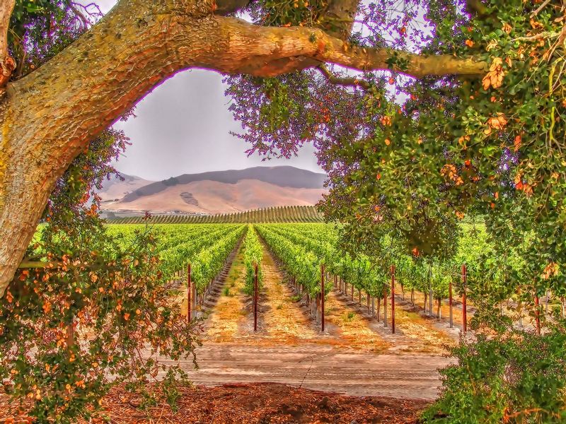 CCV42.jpg :: California Vineyard Scene