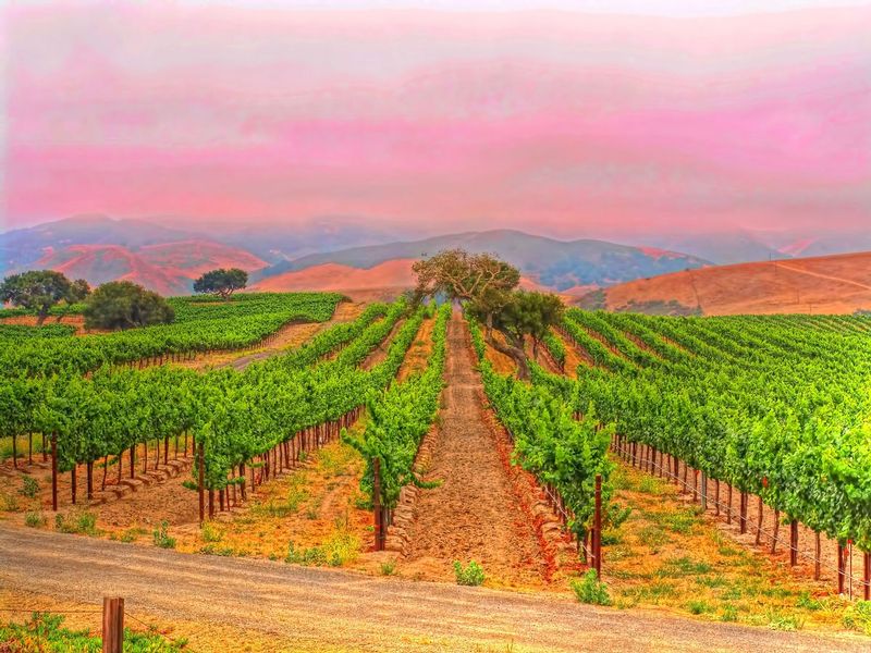 CCV43.jpg :: California Vineyard Scene