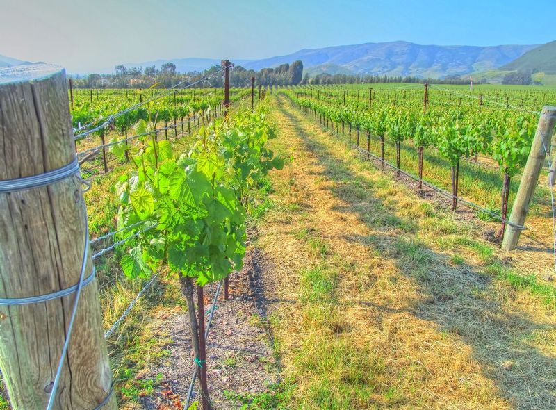 CCV44.jpg :: California Vineyard Scene