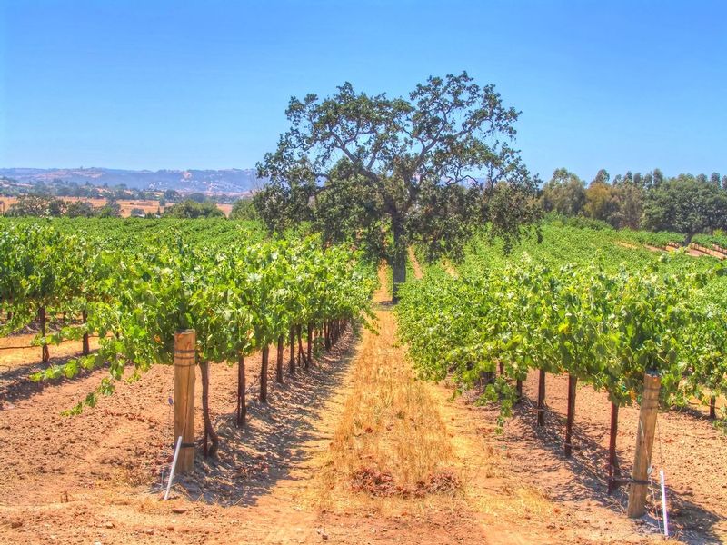 CCV45.jpg :: California Vineyard Scene