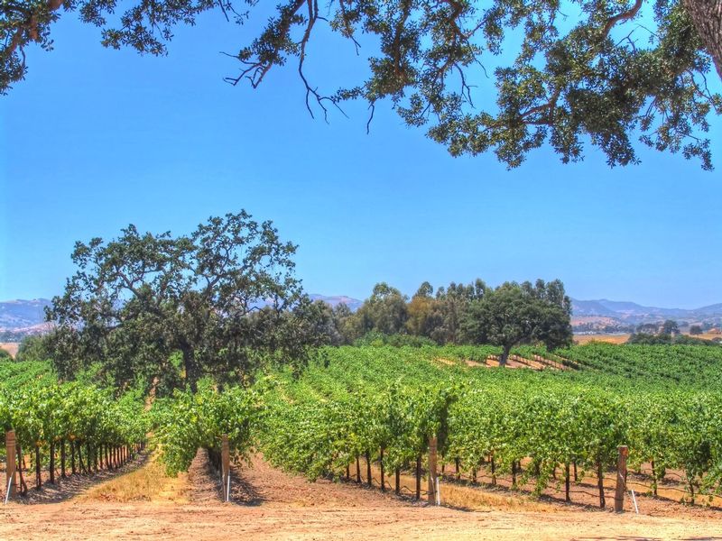 CCV46.jpg :: California Vineyard Scene