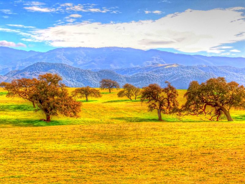 COTCA01.jpg :: California Landscape