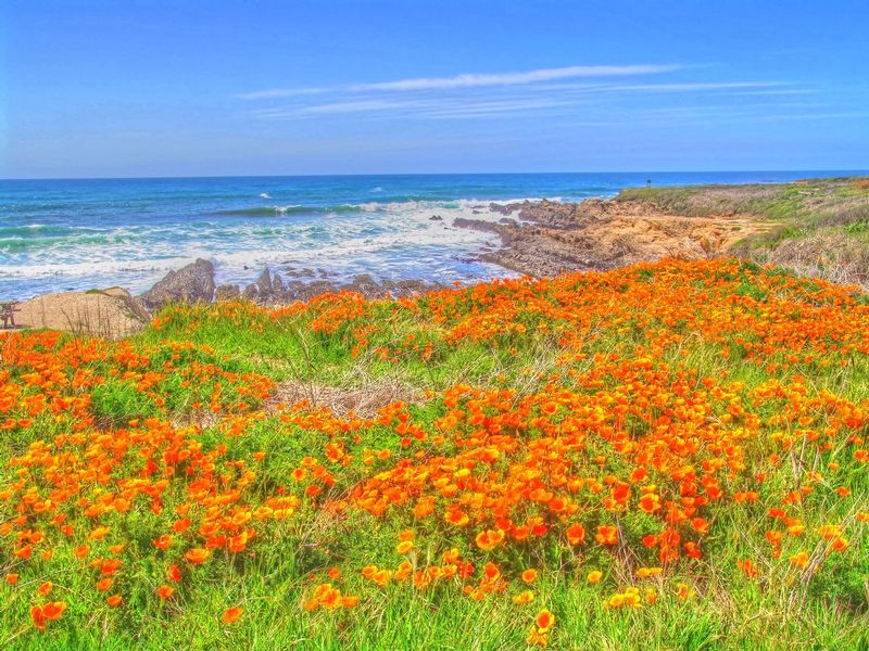 CPCA1.jpg :: California Poppies