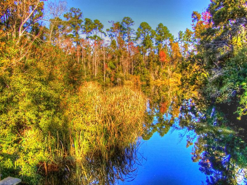 FLB1.jpg :: Florida Bayou