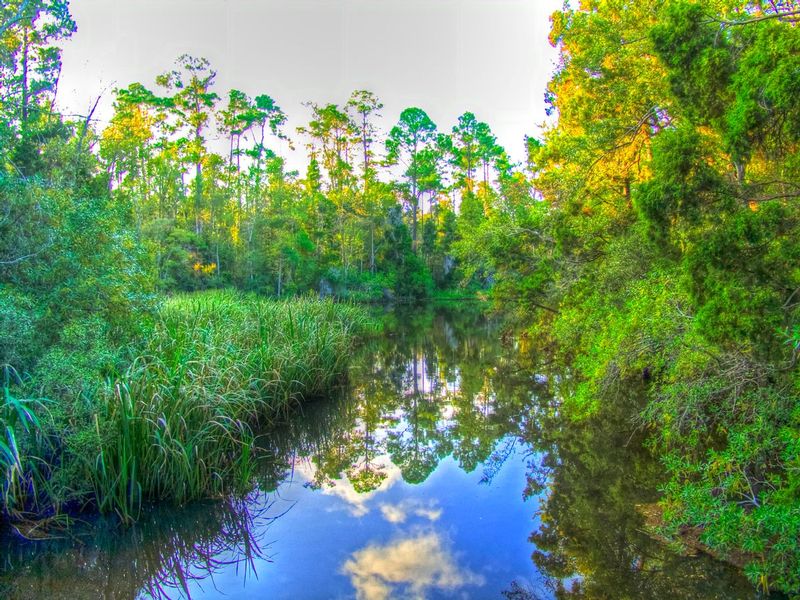 FLB2.jpg :: Florida Bayou