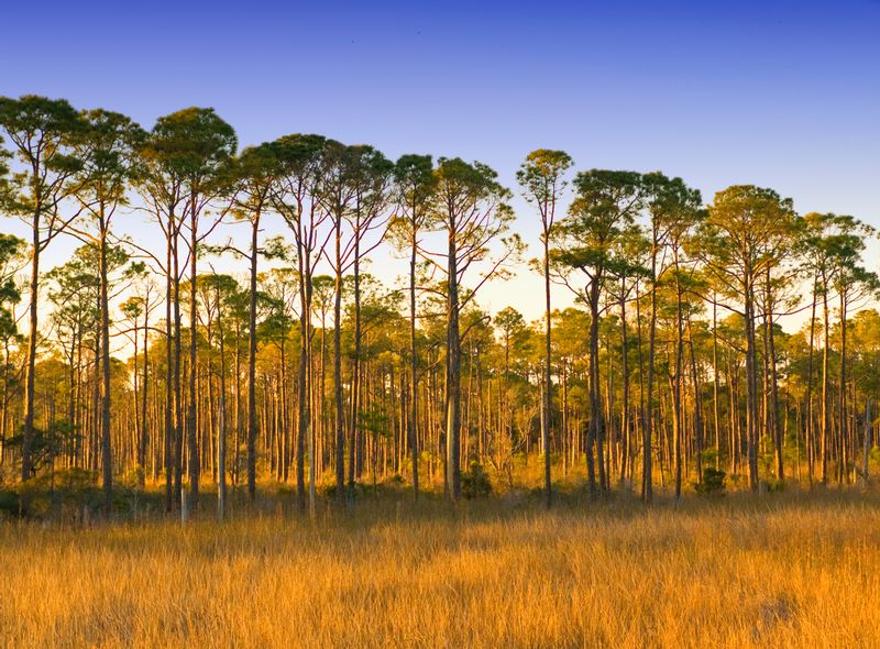 FTS1.jpg :: Florida Tree Stand