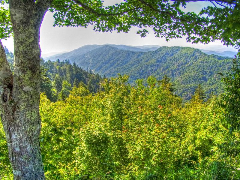 GSM12.jpg :: Great Smoky Mountains
