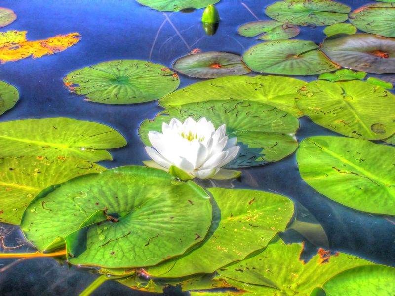 LPITL1.jpg :: Lily Pads in the Lake