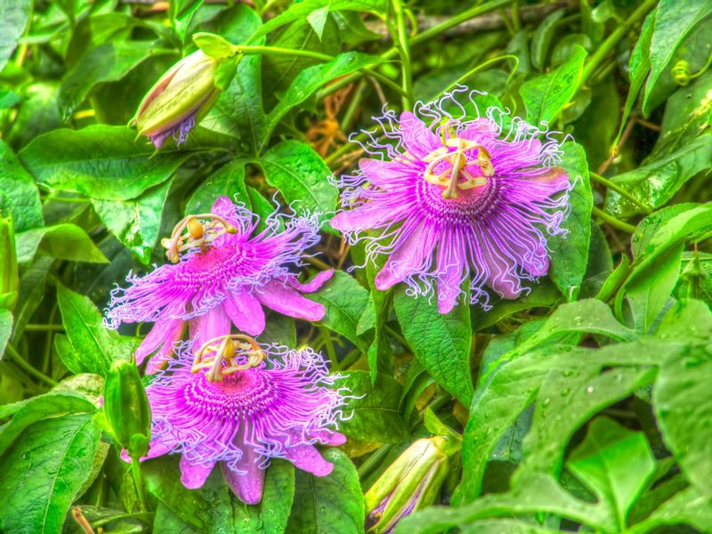 NBS1.jpg :: Nature's Best Showcase