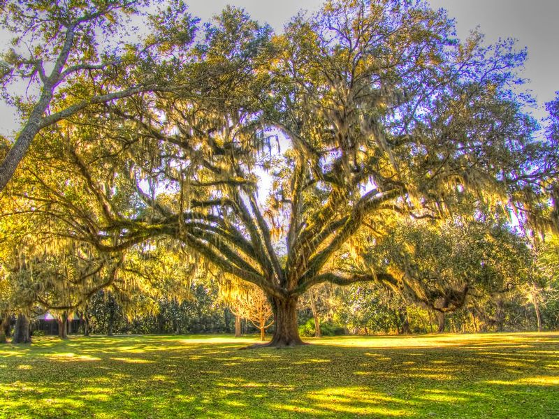 OTFL1.jpg :: Oak Tree