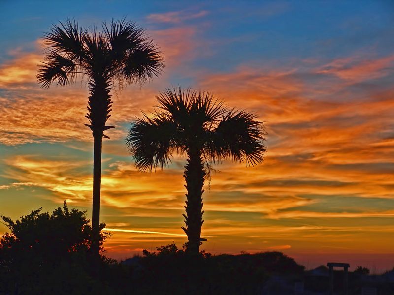 PTSFL1.jpg :: Palm Tree Sunset