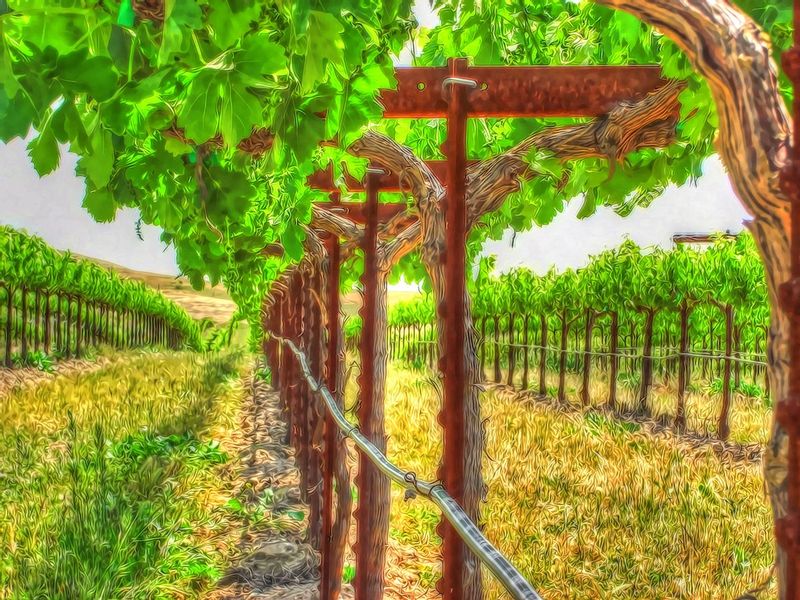 SIVCA01.jpg :: A Stroll in the Vineyard