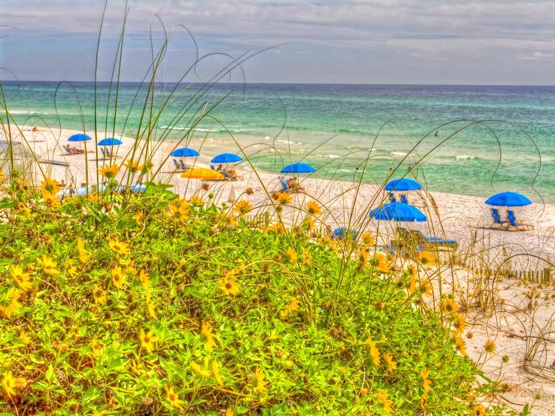 TBIB1.jpg :: The Beach in Bloom