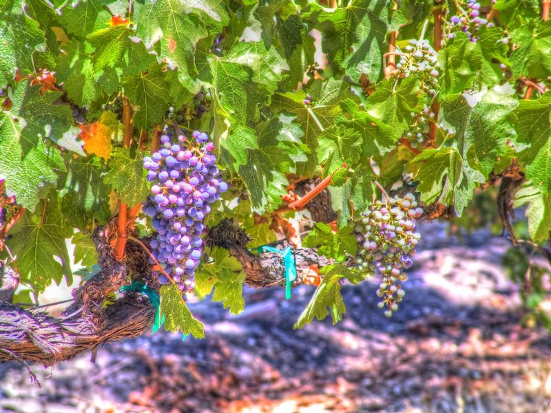 WG1n.jpg :: Wine Grapes