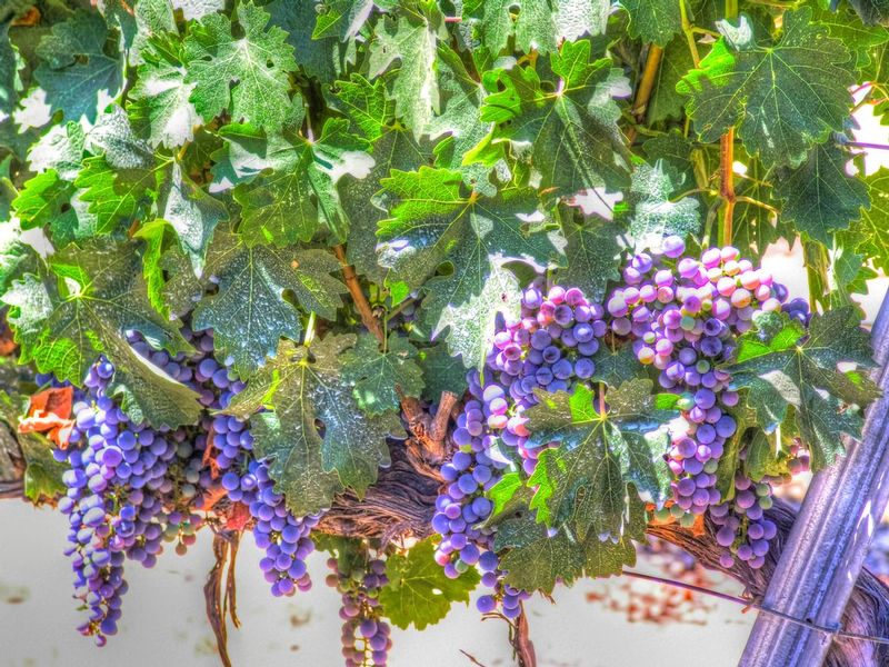WG2n.jpg :: Wine Grapes