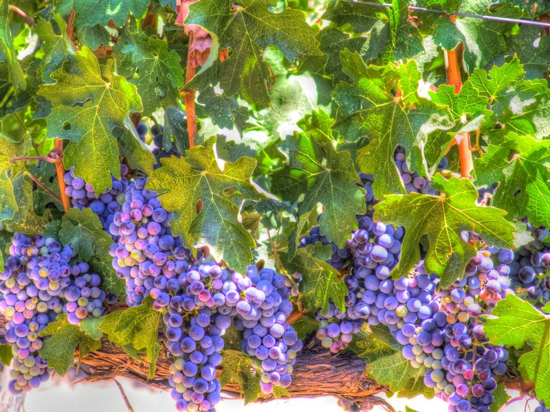 WG3n.jpg :: Wine Grapes